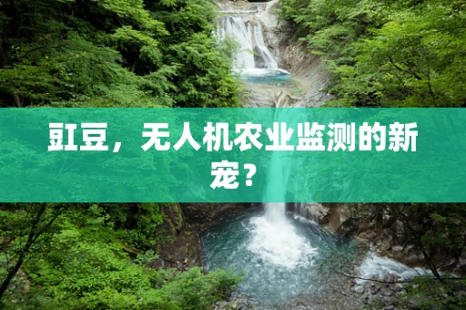 豇豆，无人机农业监测的新宠？