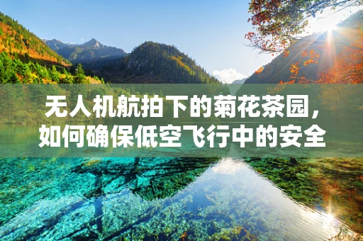 无人机航拍下的菊花茶园，如何确保低空飞行中的安全与美景并存？