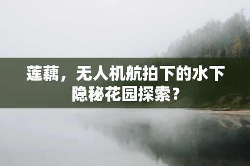 莲藕，无人机航拍下的水下隐秘花园探索？