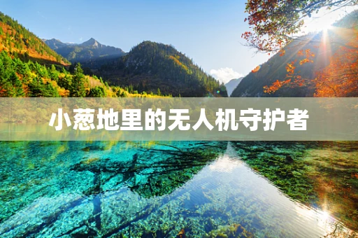 小葱地里的无人机守护者