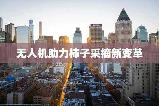 无人机助力柿子采摘新变革