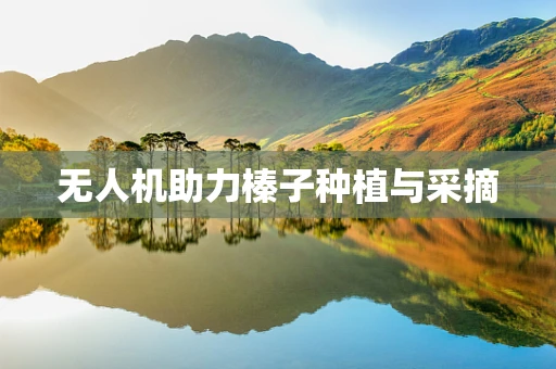 无人机助力榛子种植与采摘